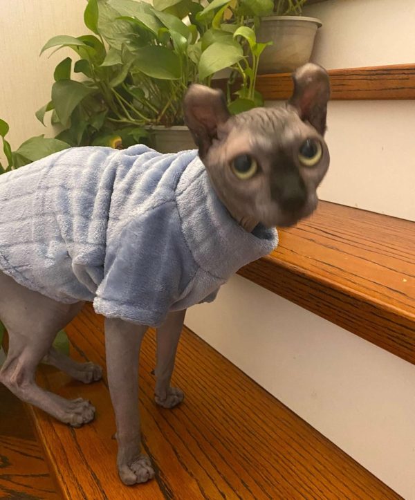 Kitipcoo Cat Sweater Coral Fleece Sphynx Winter Apparel-1