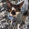Kitipcoo Cat Sweater Coral Fleece Sphynx Winter Apparel-3