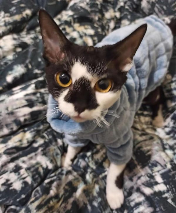 Kitipcoo Cat Sweater Coral Fleece Sphynx Winter Apparel-3