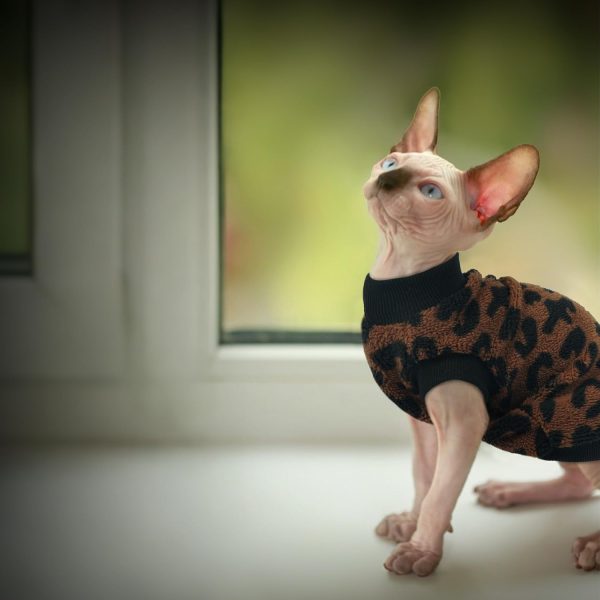 PUMYPOREITY Cat Sweater Soft Fleece Warm Pet Apparel-7