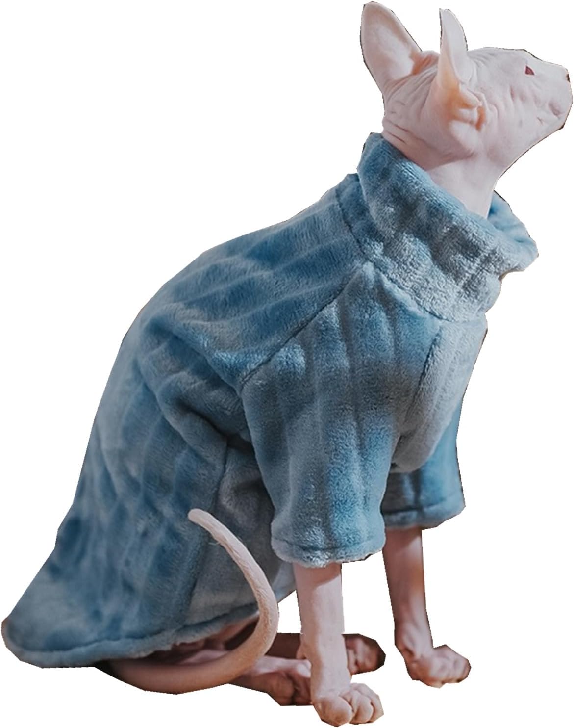 'Sphynx cat wearing coral fleece sweater in a cozy indoor setting'